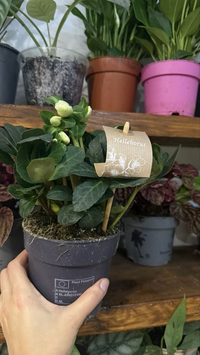 Морозник епіпремнум спатіфілум сциндапсус антуріум