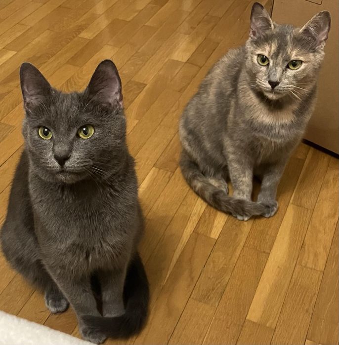 Котиків в добрі руки