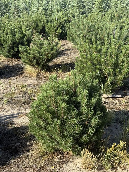 Sosna Kosodrzewina z bryłą z plantacji, o wysokości 1-1.5m Sadzenie