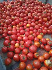 Насіння помідор/ томатів