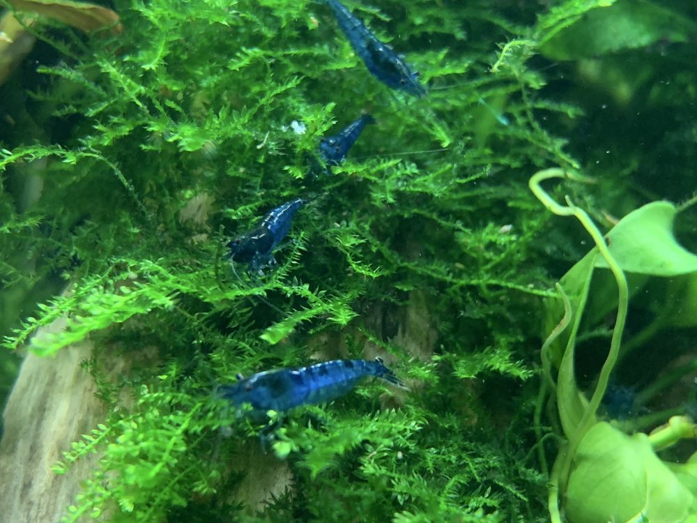 Krewetki Blue Velvet