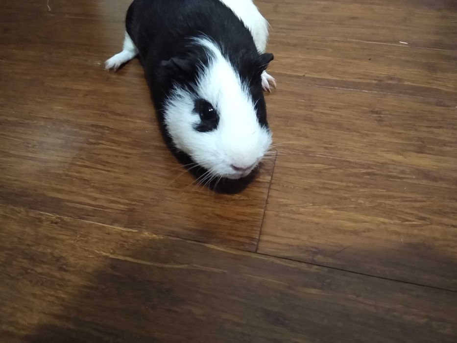 Świnka morska - samiec