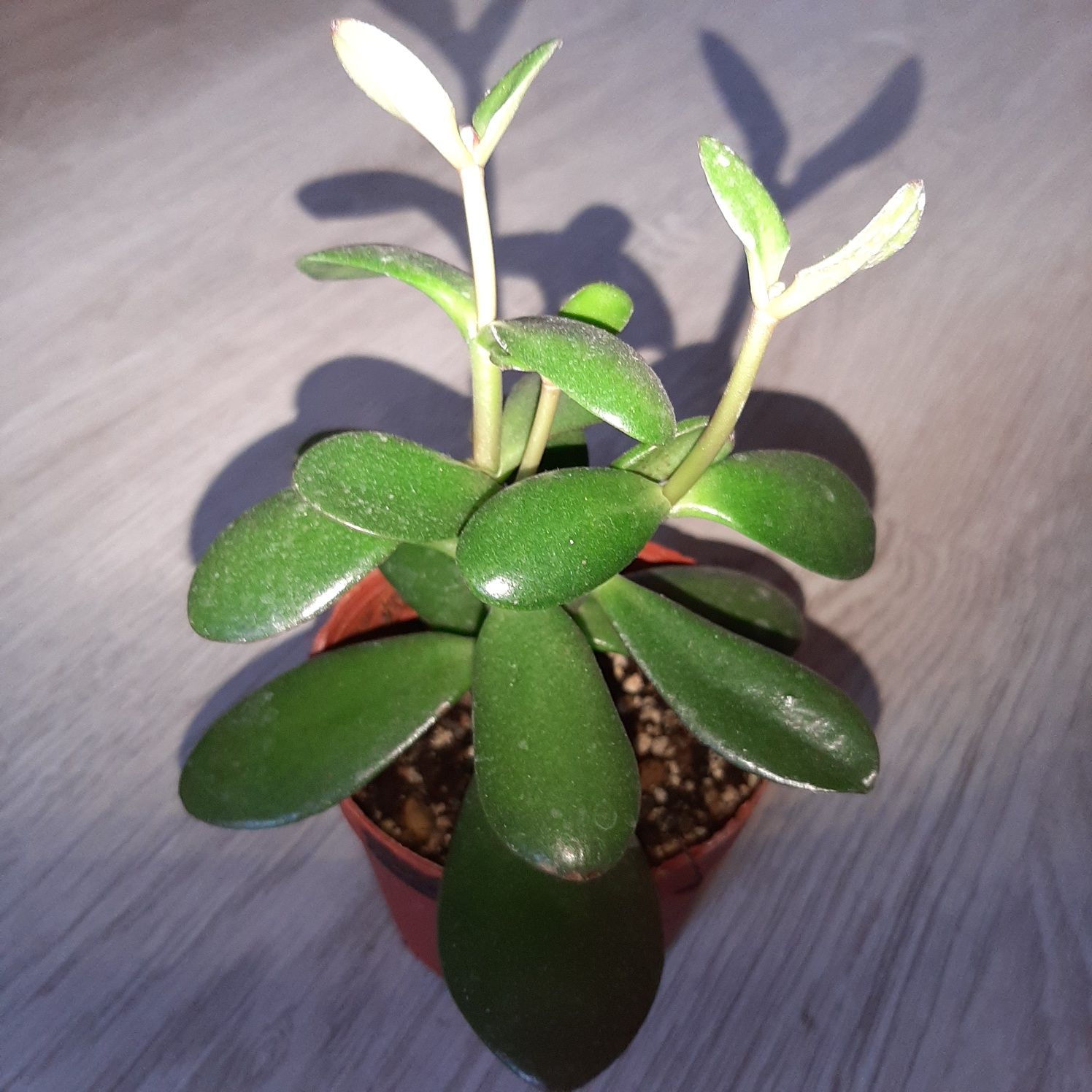 Grubosz ovata, grubosz