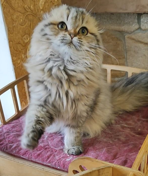 Мальчик Шейх золотой шиншилла фолд