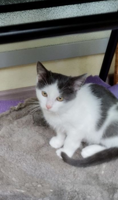 Красивий малиш кошеня до 3х міс