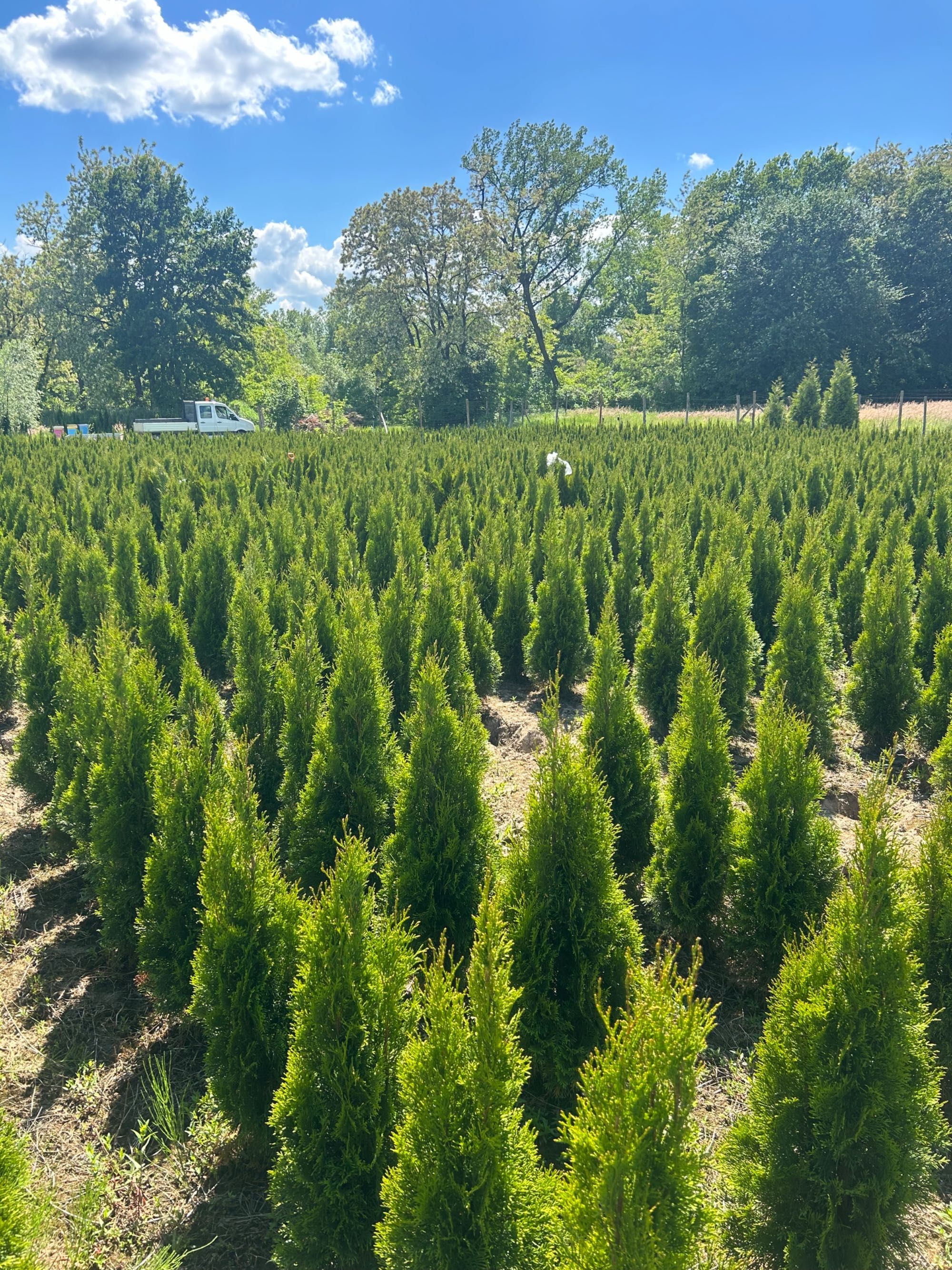 Tuje szmaragd, piękne od 100 cm , Proszówki