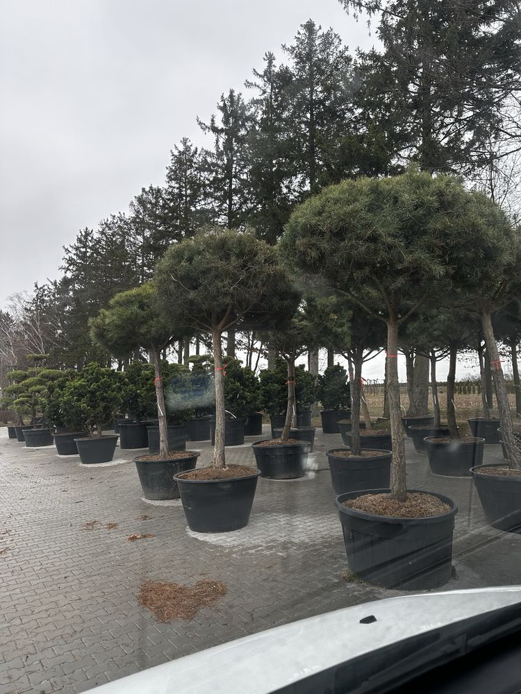 Cis Bonsai-Niwaki 220cm sosna (szmaragd katalpa Laurowiśnia klon jodła