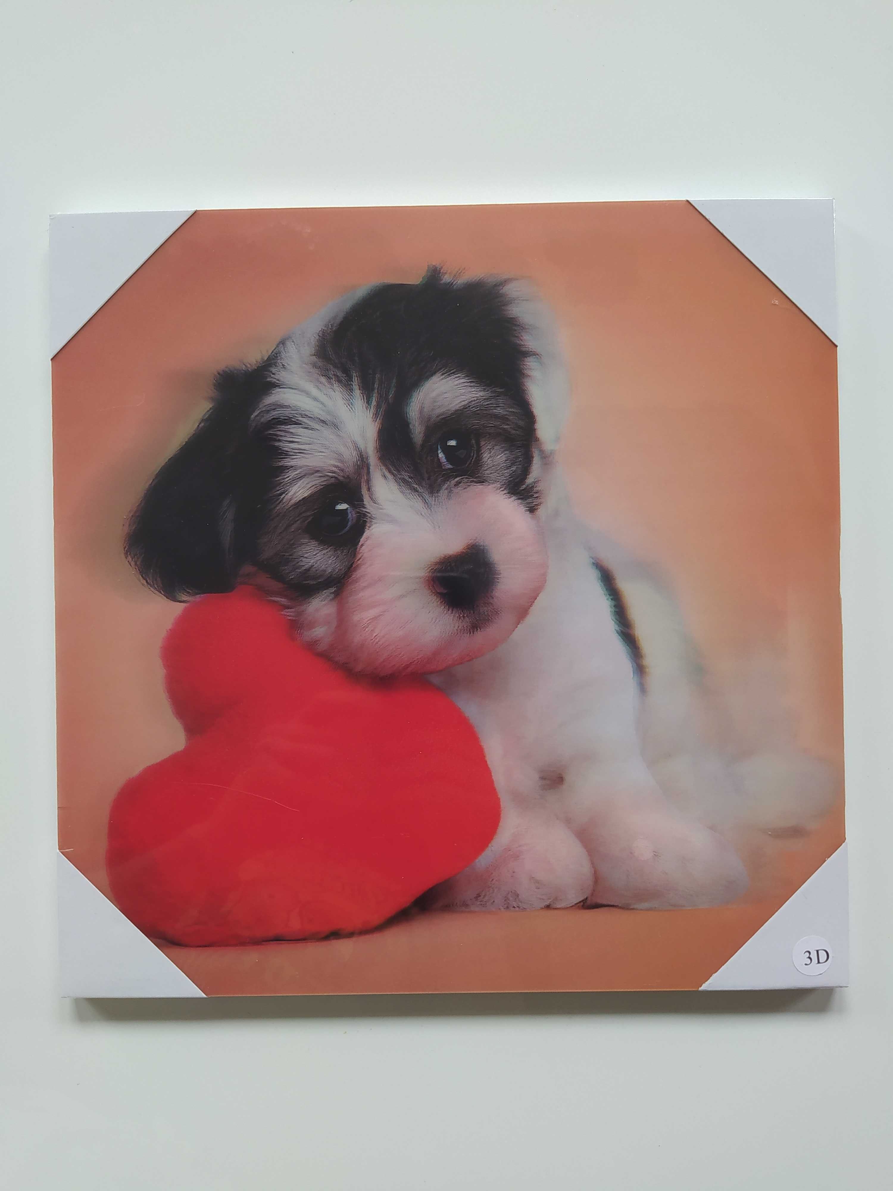 Obraz 3D Pies Piesek Szczeniak Hawańczyk (Havanese)