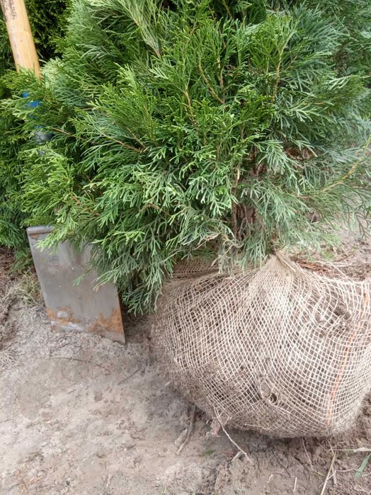 tuja tuje Szmaragd szmaragdowa 250-270 cm