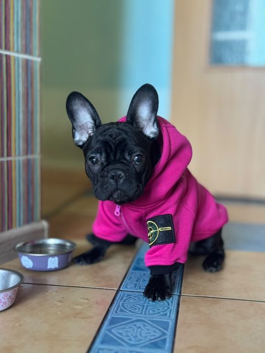 Худі Stone Island Французський бульдог для собак худи одежда одяг