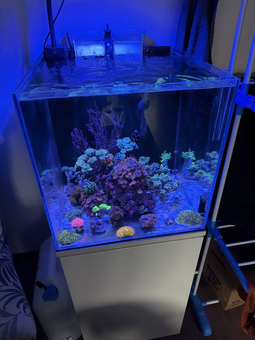 Akwarium Morskie wraz z życiem