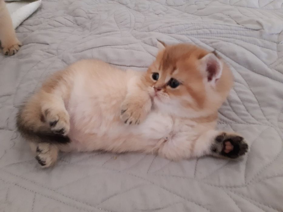 British  Shorthair Golden e silver