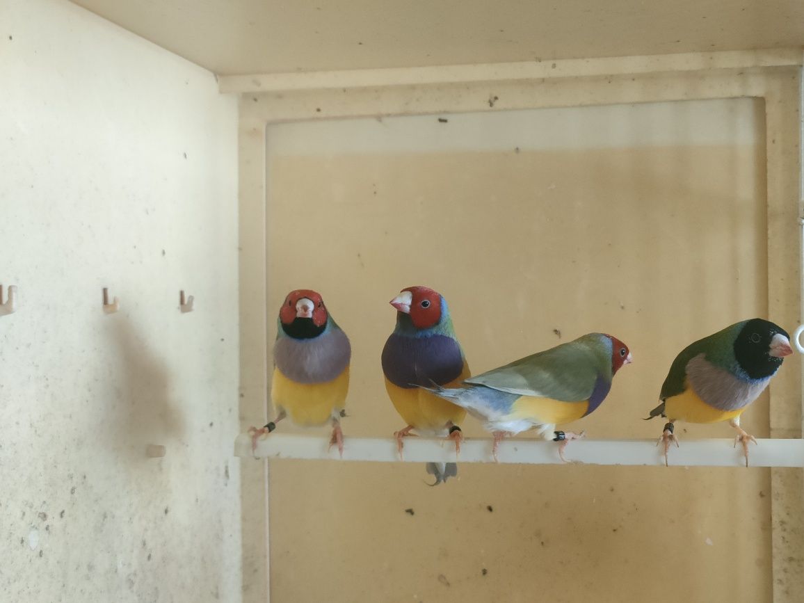 Últimos diamantes gould