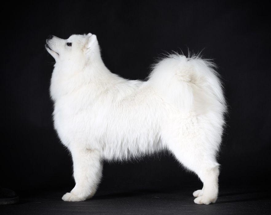 Zapowiedź miotu-Samoyed szczeniak2026r- ZkwP FCI