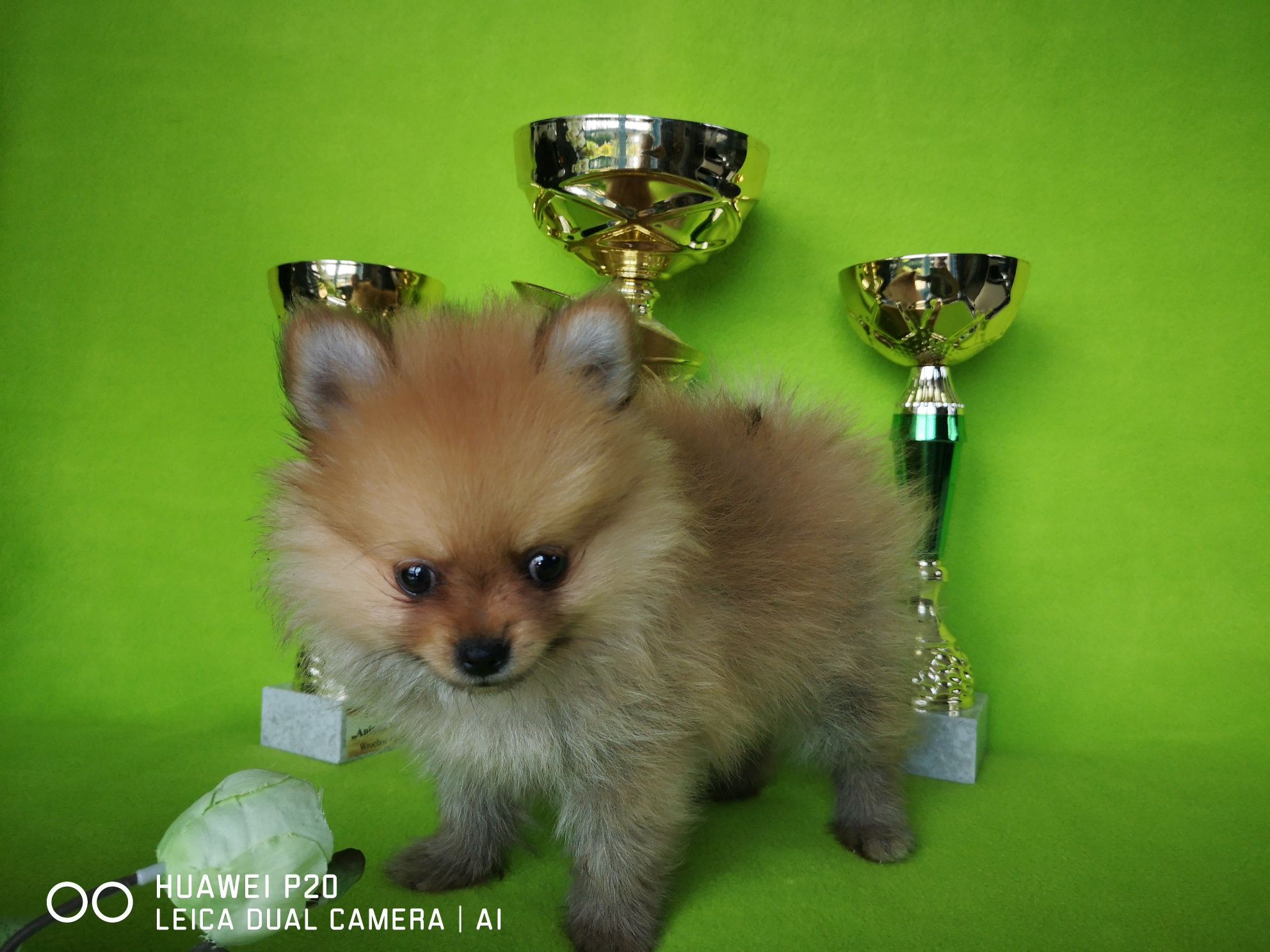 Szpic miniaturowy  pomeranian piesek z rodowodem