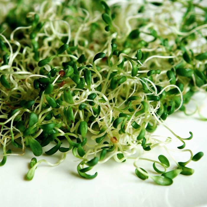 Продам кормововую зелень для животных.