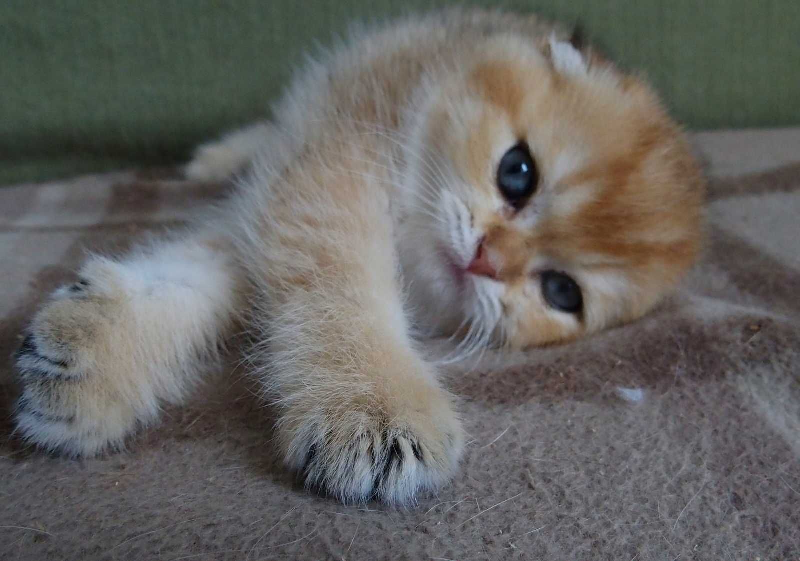 Kocurek Szkocki Zwisłouchy PZF. WCF Scottish Fold Złota Szynszyla