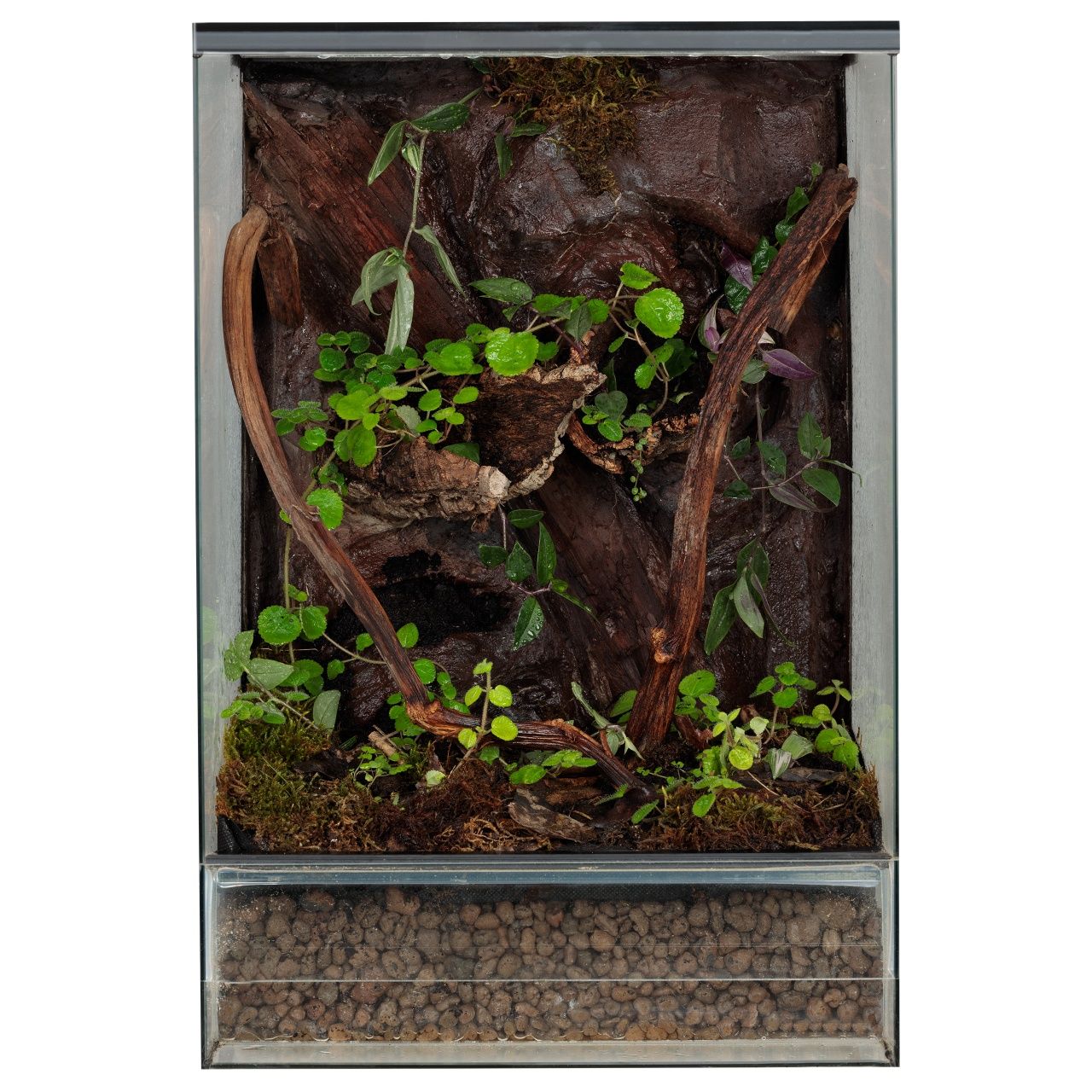 Paludarium vivarium terrarium gekon