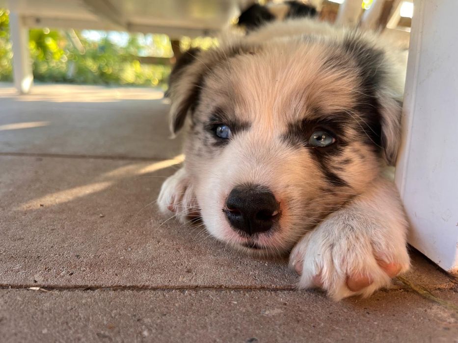 Border Collie Blue Merle/badania gen/gotowy do odbioru