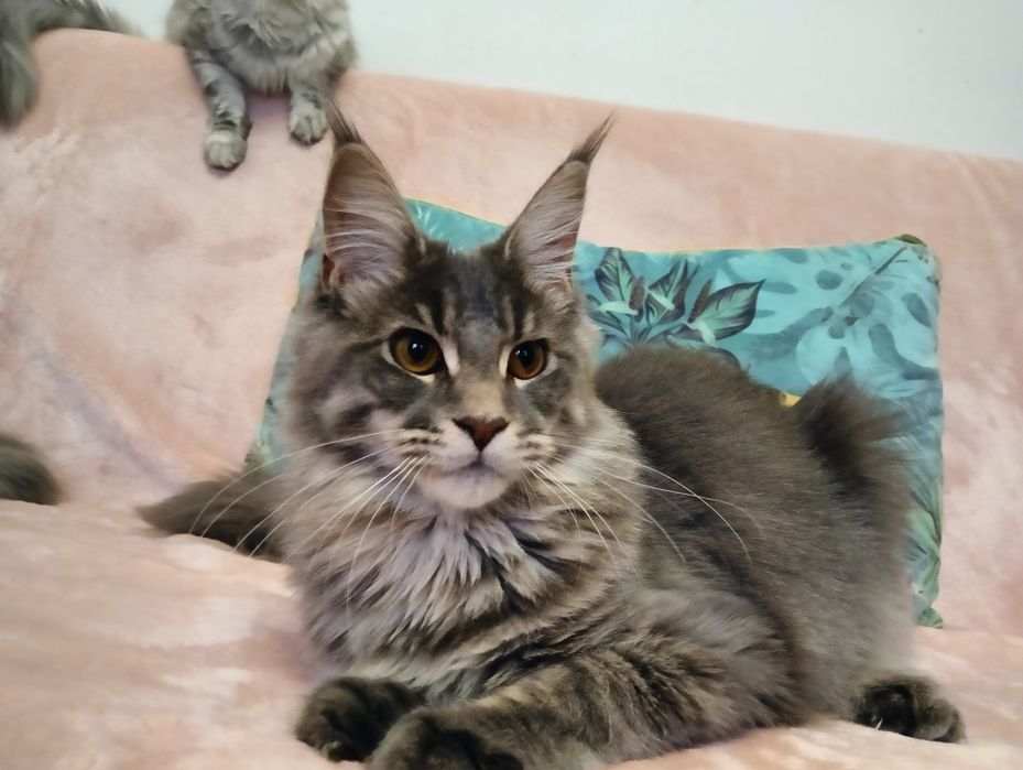 Maine coon niebieska pręgowana kotka do hodowli rodowód FPL