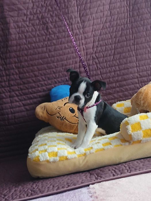Boston Terrier piesek TOBI - nie Buldog
