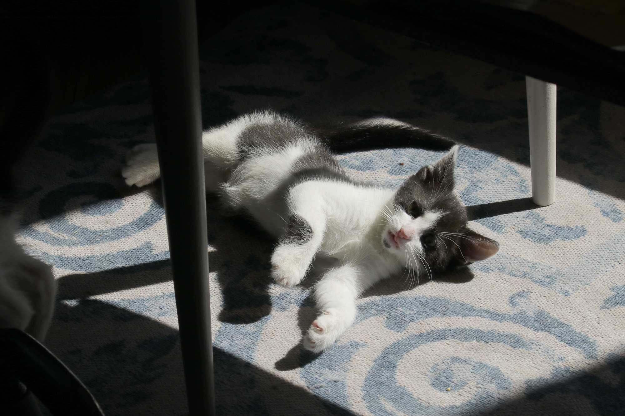 Do adopcji - dwa małe koty
