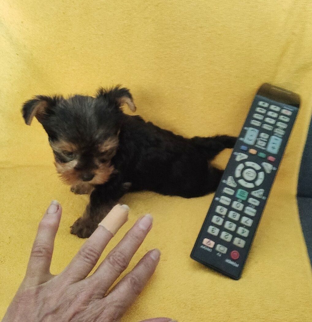 Yorkshire terrier