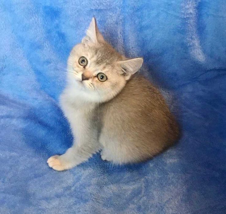 Очень умная чистокровная шотландская девочка тикированная шиншилла