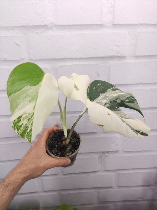 монстера варієгатна колекційні рідкісні monstera adansonii