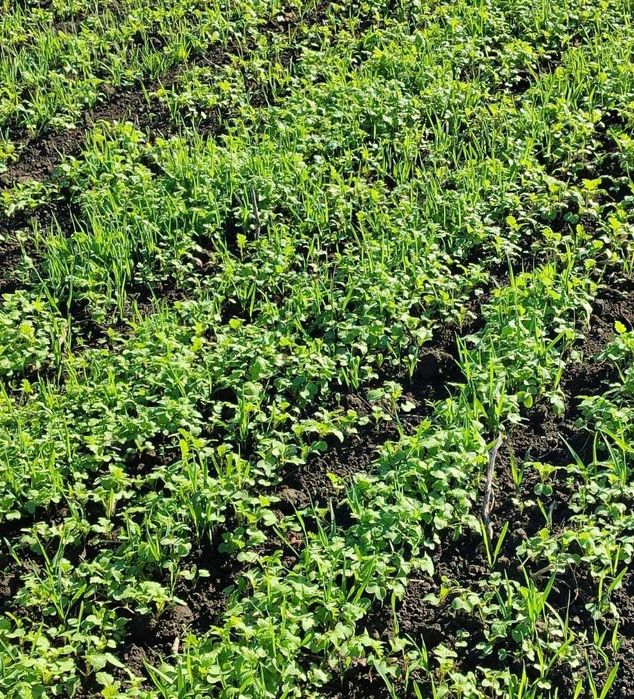 Насіння ефективних сидератів від виробника під зимовий посів, на Зиму"