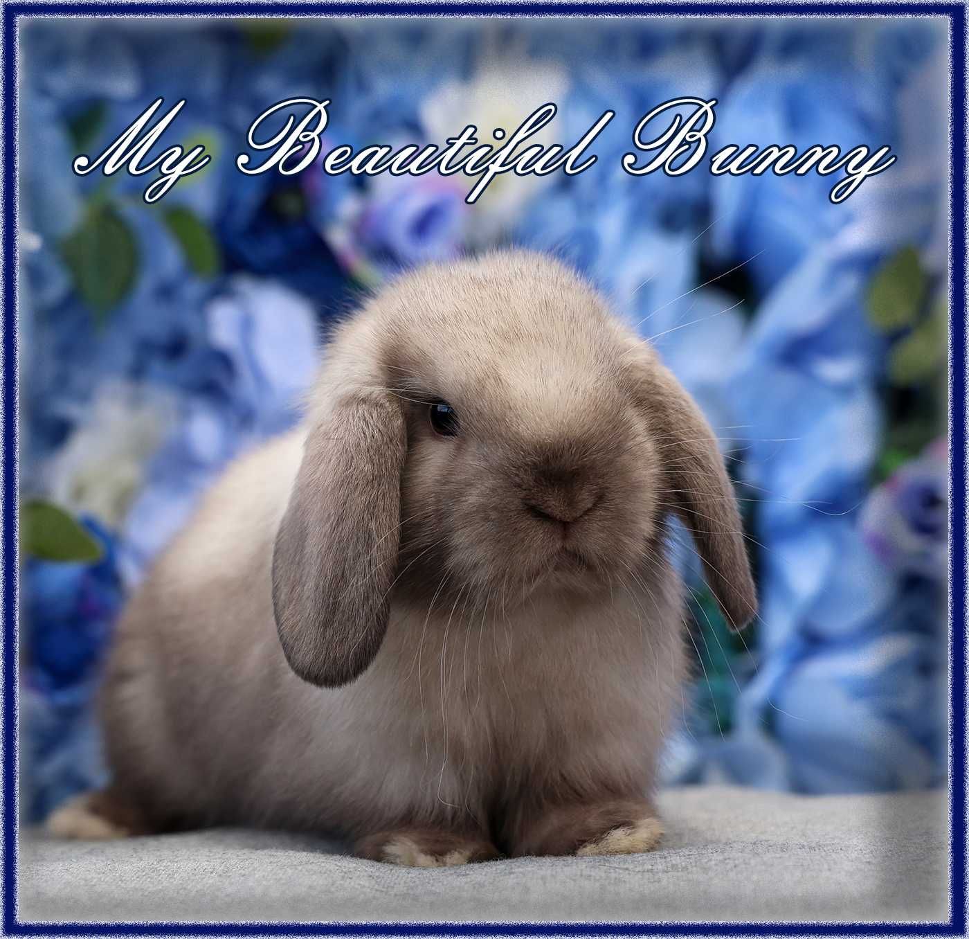 Piękny Królik Mini Lop - Sallander