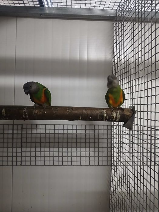 Aves Papagaios do Senegal