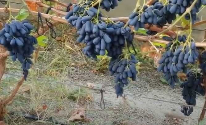 виноград кіш-міш Хеллоуін , Аватар  в контейнері