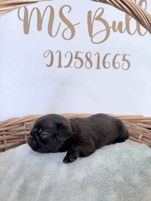 Buldogue Frances Menina