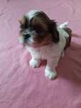 Shih tzu piesek do oddania