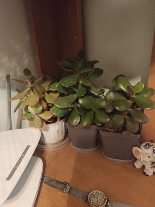 Грошове дерево рослина