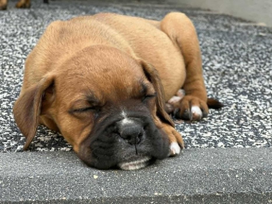 Suczka Bokser Ostrów Maz