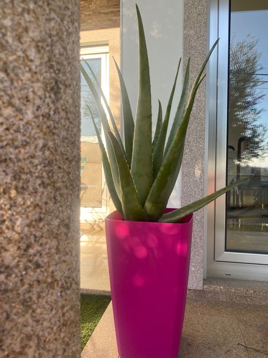 Aloé Vera Medicinal