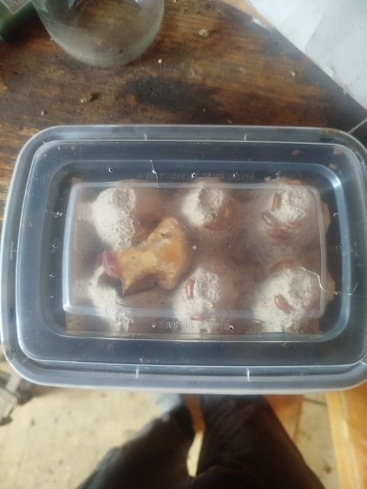 Таракани живі харчові