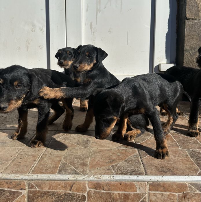 Цуценята Німецький ягдтерʼєр