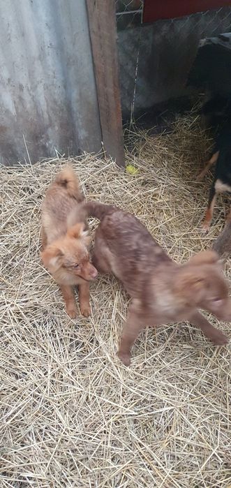 Отдам щенков бесплатно