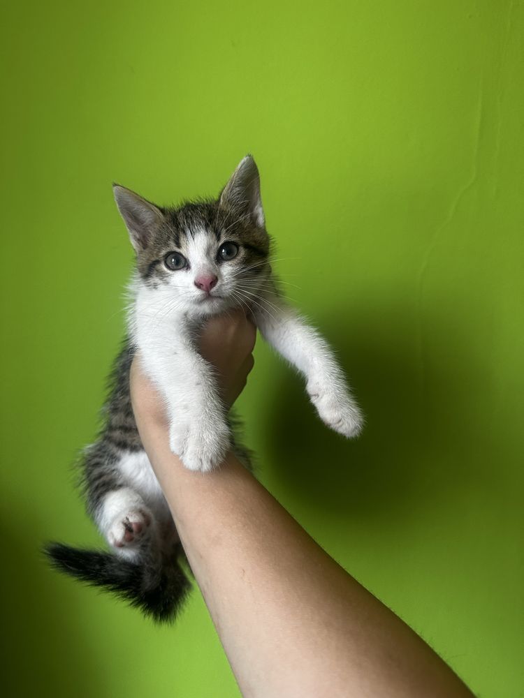 Kotek szuka domku!