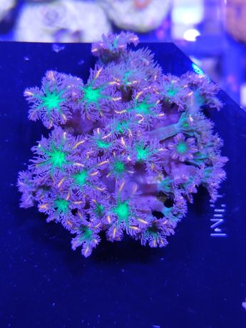 Akwarium morskie koralowiec Clavularia Papaya Tricolor real foto