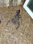 Babycurus jacksoni dorosły samiec skorpion
