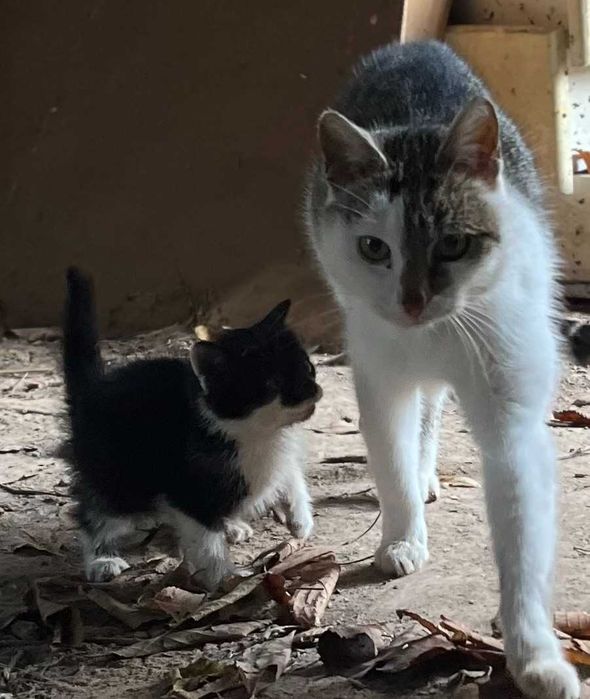 Kot dachowiec - mały i samodzielny