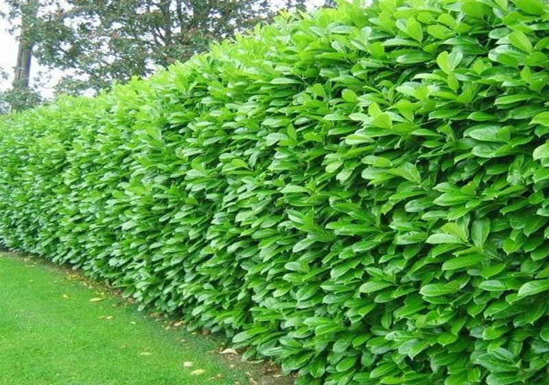 Laurowisnia nowita,  rotundifolia, kaukazyka
