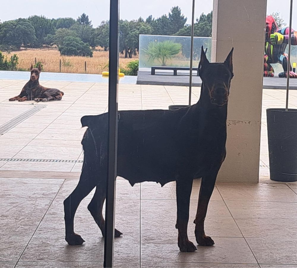 Doberman macho excelente
