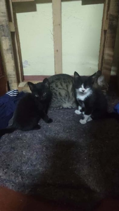 PARA ADOÇÃO Responsável