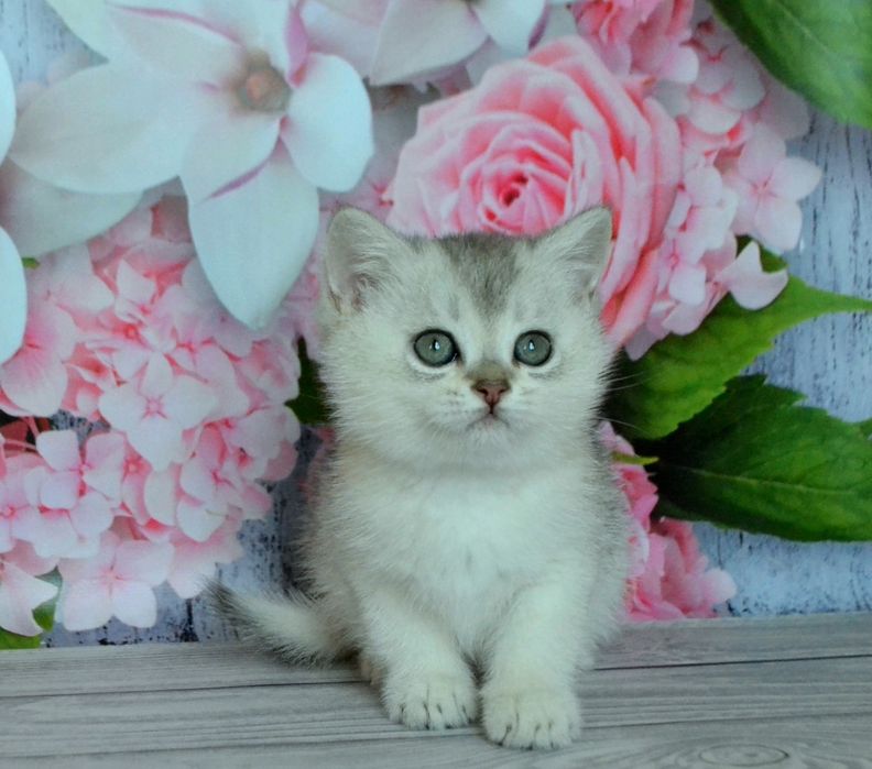 Серебристые шиншиллы красивенные котята