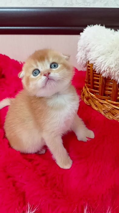 Гарна дівчинка золота шиншила. Шотландська висловуха